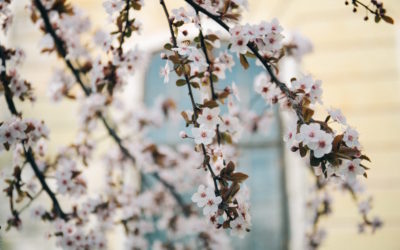 Les bienfaits de l’aromathérapie